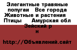 Элегантные травяные попугаи - Все города Животные и растения » Птицы   . Амурская обл.,Зейский р-н